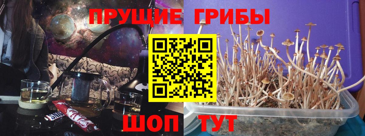 Псилоцибиновые грибы Psilocybine cubensis  Вход с VPN  Морозовск 